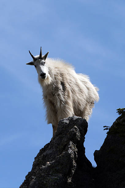 istock On the Edge - Mountain Goat in the Black Hills 466596612