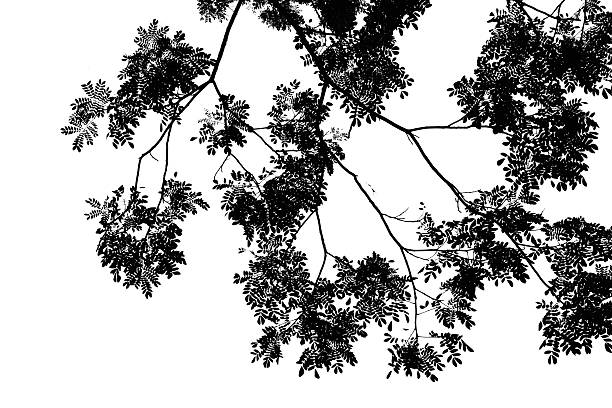 istock Abstract background with leaves silhouette 466597215