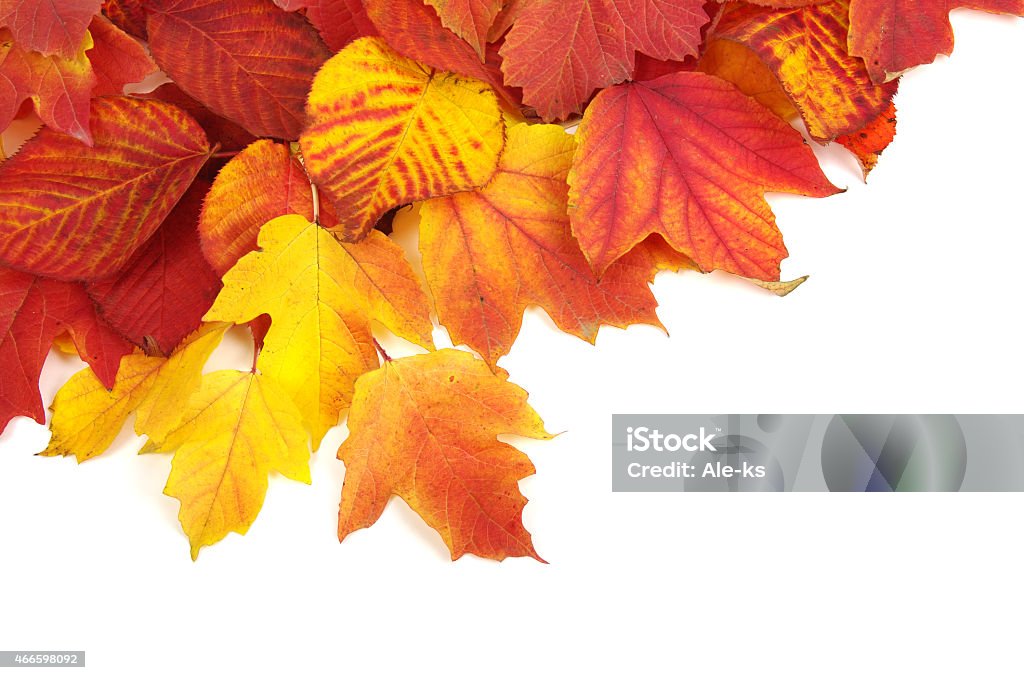 autumn leaves autumn leaves isolated on white background 2015 Stock Photo