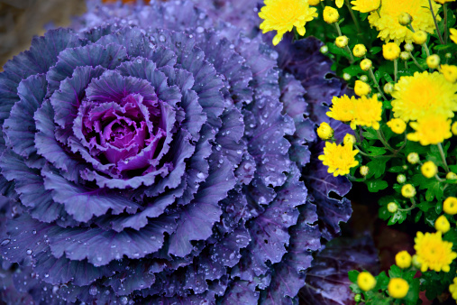 Purple Cabbage or  Kale growing alongside yellow Chrysanthemums.