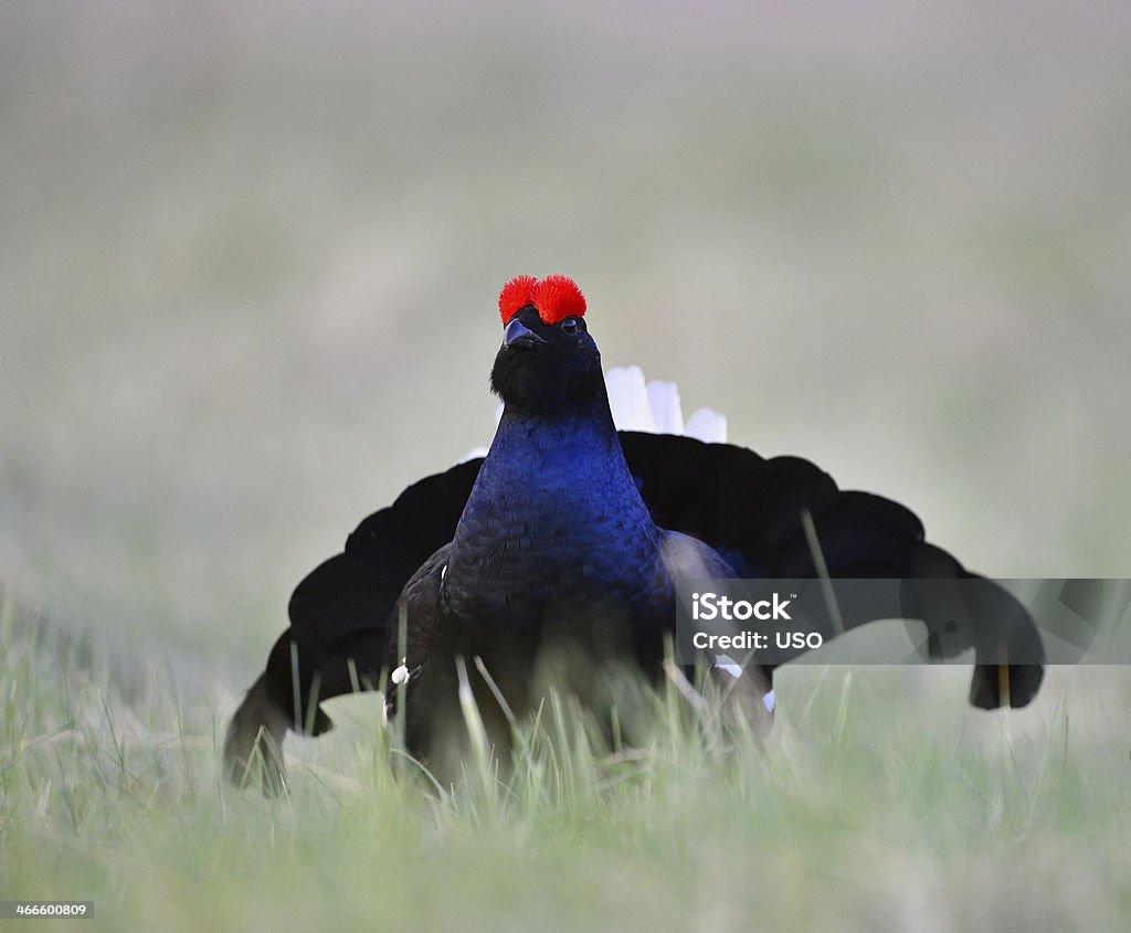 인물 사진 Lekking 검은뇌조 가까운에 대한 스톡 사진 및 기타 이미지 - 가까운, 검은색, 계절 - iStock