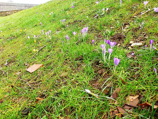 istock purple and yellow crocuses in March 466600844