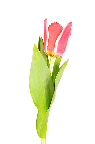 istock Red tulip isolated on white background 466600950