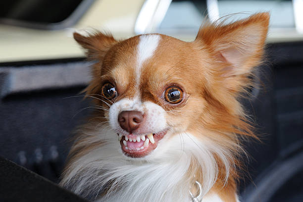 istock Cute chihuahua showing fang tooth 466601295
