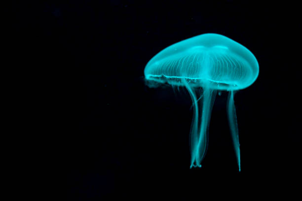 jeden jellyfish - jellyfish moon jellyfish underwater wildlife zdjęcia i obrazy z banku zdjęć