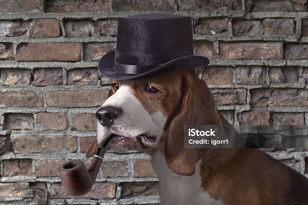 detective The hound in  cap is very similar on a detective Dog Stock Photo