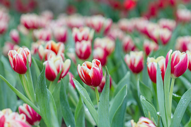 istock Colorful tulips flower 466601659