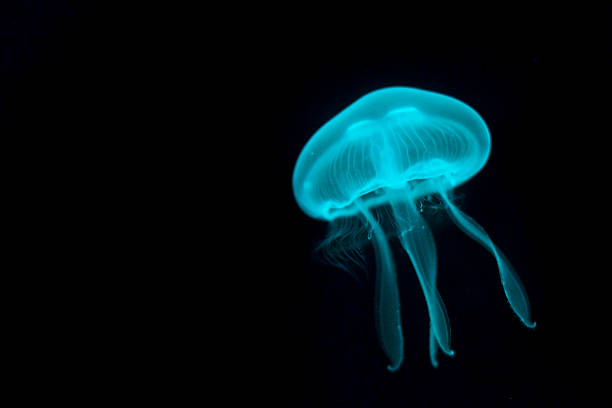 blue qualle auf schwarz - jellyfish translucent sea glowing stock-fotos und bilder