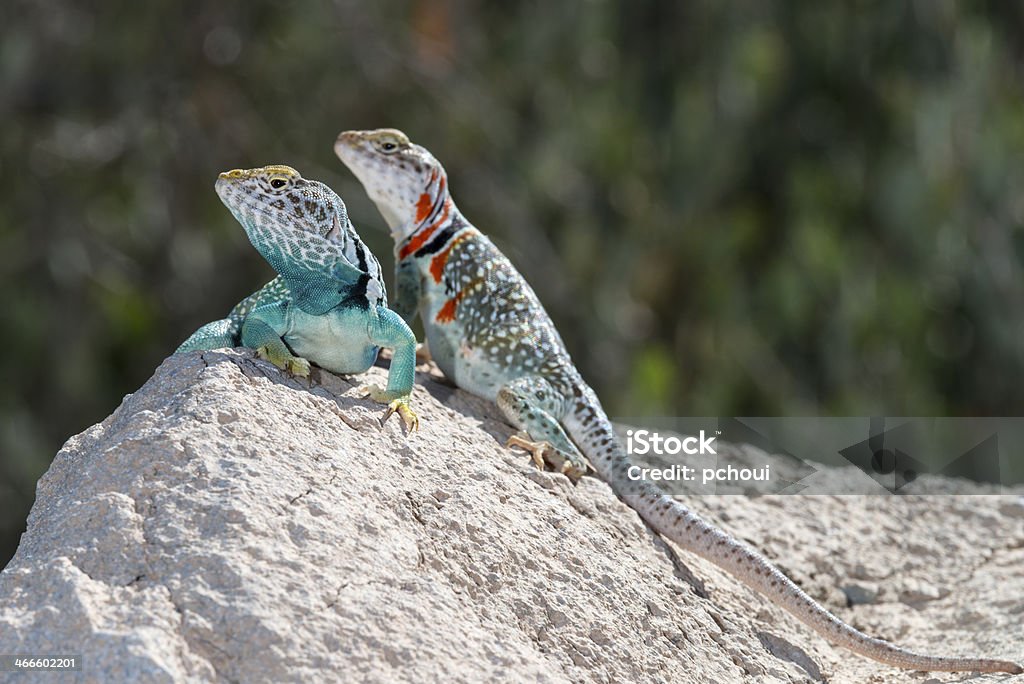 Lizards - Foto de stock de Animal libre de derechos