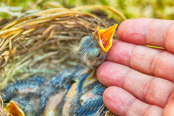 istock small Blackbirds just leave the egg  nest 466602789