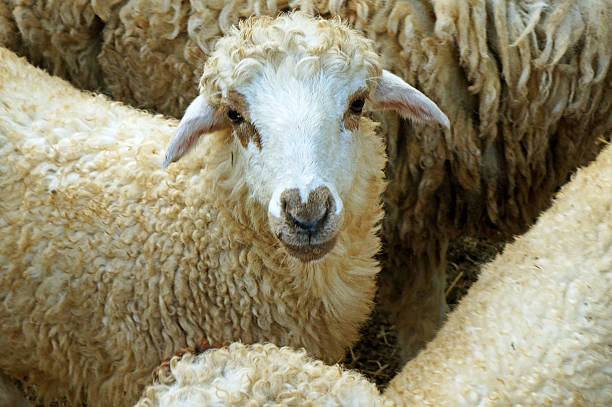 istock Portrait of sheep 466604327