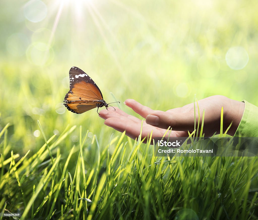 butterfly in hand on grass sustainability concept in green and sunshine Butterfly - Insect Stock Photo