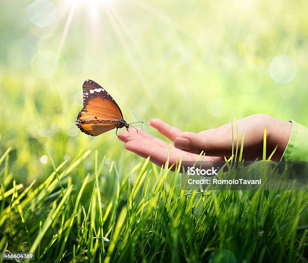 Butterfly In Hand On Grass Stock Photo - Download Image Now - Butterfly - Insect, Environmental Conservation, Green Color