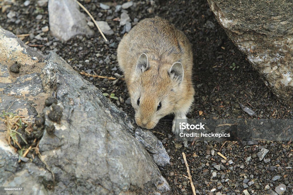 Rodents In The Mongolian Steppe Stock Photo - Download Image Now - Animals  In The Wild, Hamster, Animal Wildlife - iStock