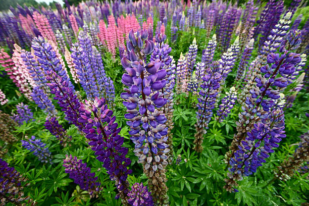 istock Lupinus, commonly known as lupin or lupine 466605686