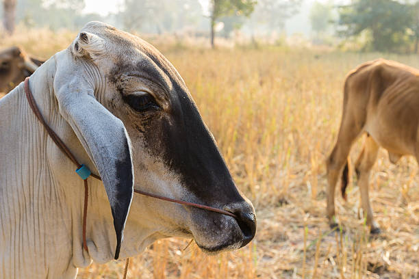 istock cow in rice paddy field 466605718
