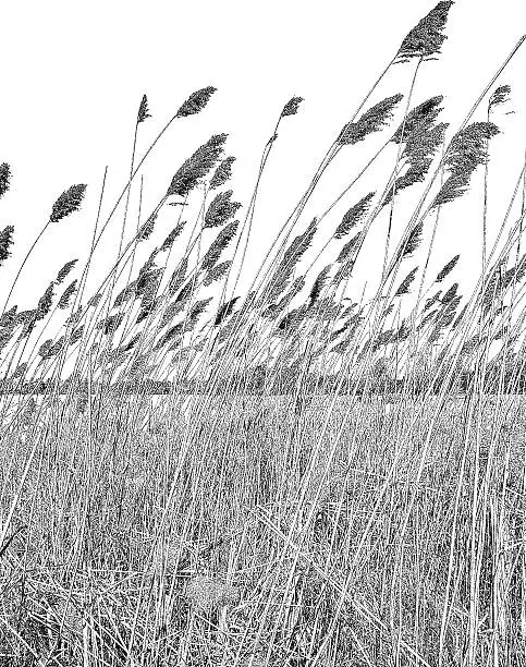 Vector illustration of Wetlands. Dried Ornamental Grass