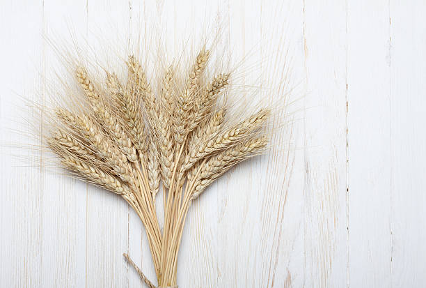 istock Bunch of ripe wheat 466606853