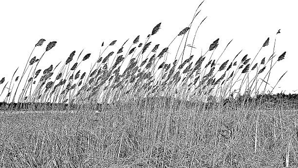 Wetlands. Dried Ornamental Grass Wetlands. Dried Ornamental Grass marram grass stock illustrations