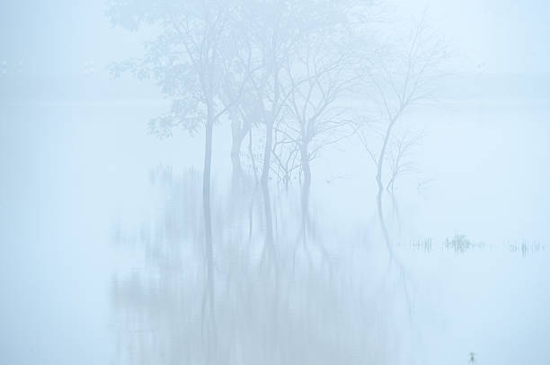 istock Trees in the mist reflecting on lake 466609140
