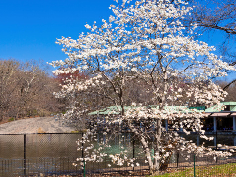 Cherry Blossom in Central Park, New York City. The Loeb Boathouse restaraunt is in background.