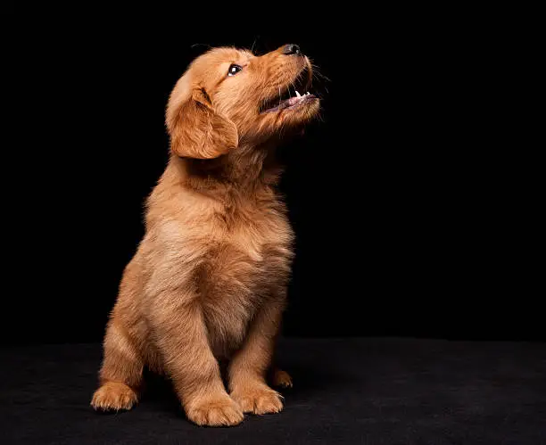 Photo of Golden Retriever puppy looking up isolated on black backround