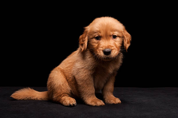 A studio lit portrait of a Golden Retriever puppy sitting and looking at the camera.  The puppy looks cute and sad.