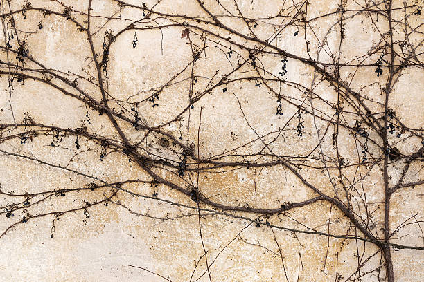 istock Dry trunks and branches creepers on the old stone wall. 466615768