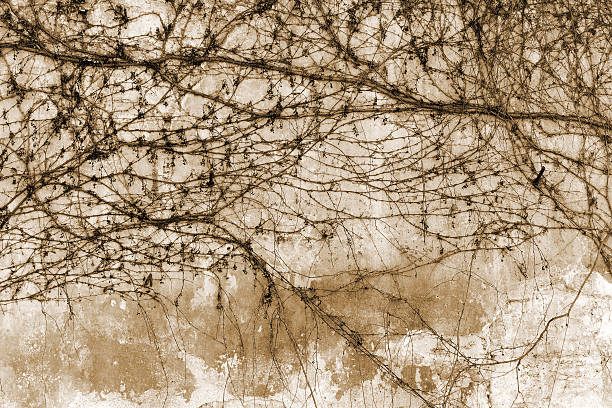 istock Dry trunks and branches creepers on the old stone wall. 466615790