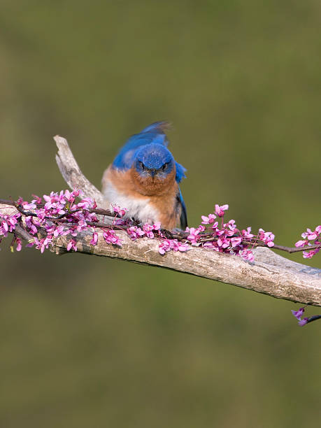 istock Angry Looking Bluebird in Redbed Blossoms 466617226