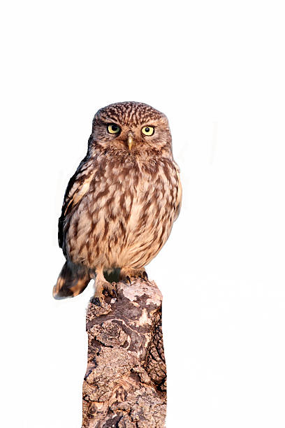istock Little owl, Athene noctua 466619791