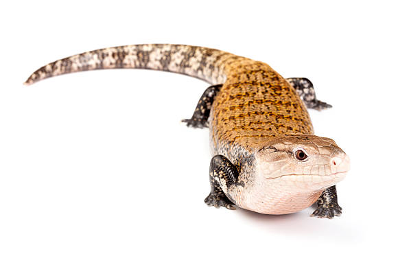 istock Eastern blue-tongued skink 466619808
