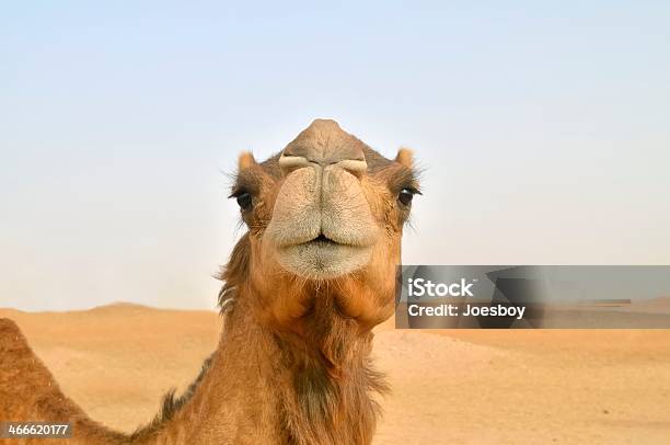 Photo libre de droit de Camel Nez Plan banque d'images et plus d'images libres de droit de Babine - Babine, Bouche des animaux, Bétail