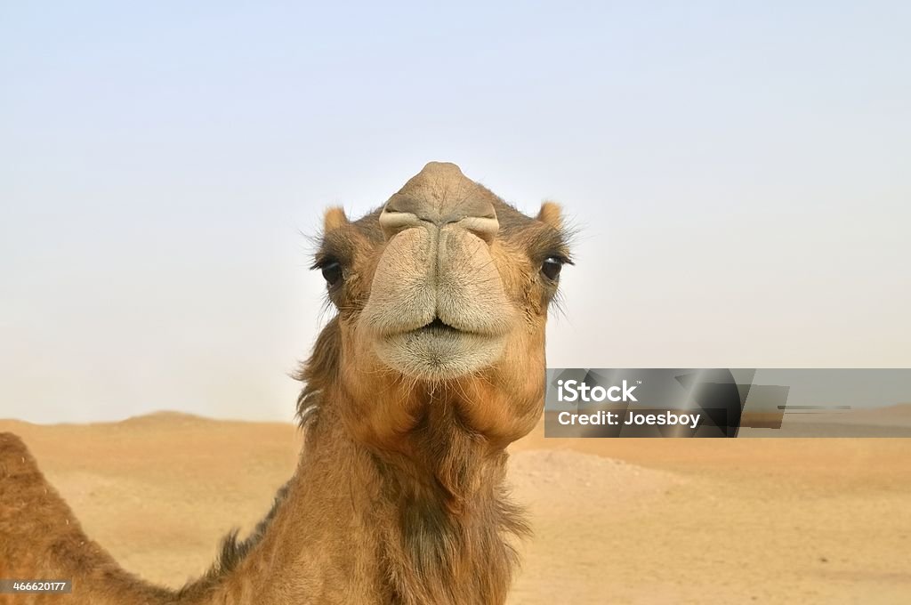 Camel Nose Shot INSP: I have no idea why you think this is over filtered, this is in the desert with low haze, no sharpening was done or required. There was some cloning over the neck but that doesn't line up with an "overfiltered" rejection to me Animal Stock Photo