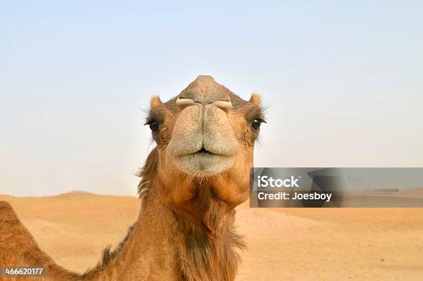 Camel Nose Shot Stock Photo - Download Image Now - Animal, Animal Body Part, Animal Head