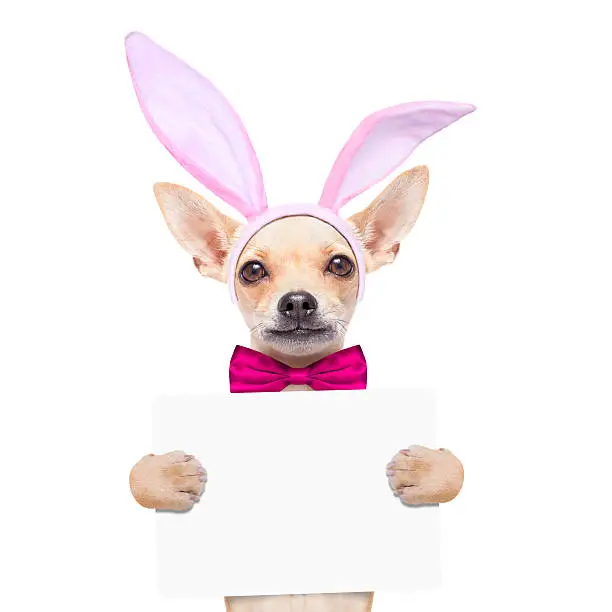 Photo of bunny easter ears dog