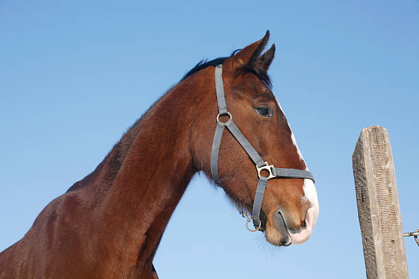 Head shot of a beautiful chestnut stallion at farm Portrait of a  gentle stallion horse in winter paddock under blue sky as a background dog and pony show stock pictures, royalty-free photos & images