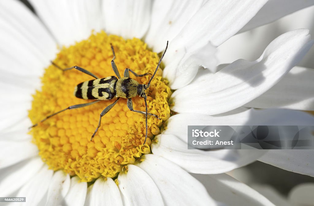 Long-horned beetle on flower Macro of longicorn (Strangalia quadrifasciata) on daisy Arthropod Stock Photo