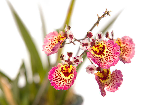 Pink  Oncidium orchid Pink  Oncidium orchid oncidium orchids stock pictures, royalty-free photos & images