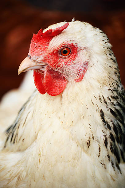 istock Chickens on traditional free range poultry farm 466621849