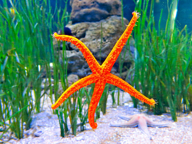 Orange starfish at an aquarium stock photo