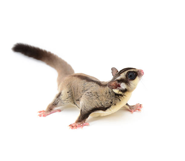 985 Sugar Glider Stock Photos, Pictures & Royalty-Free Images - iStock | Sugar glider australia, Sugar glider pet, Sugar glider leap 985 Sugar Glider Stock Photos, Pictures & Royalty-Free Images - iStock | Sugar glider australia, Sugar glider pet, Sugar glider leap