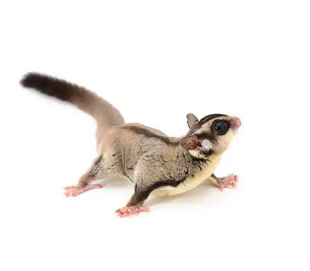 Sugarglider isolated on white