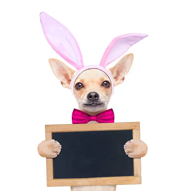 Photo of bunny easter ears dog