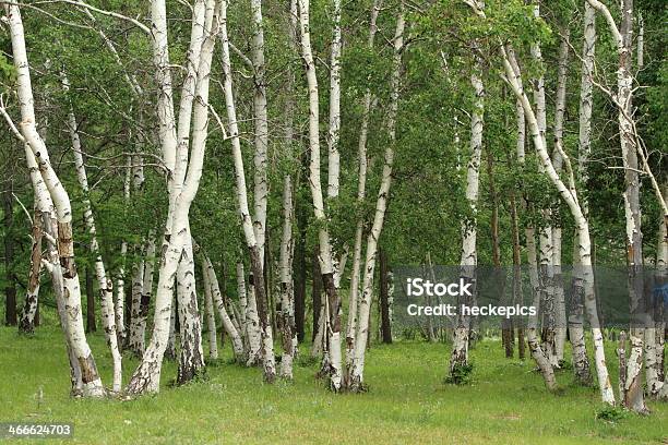 Birch Forest In Mongolia Stock Photo - Download Image Now - Asia, Birch Tree, Central Asia