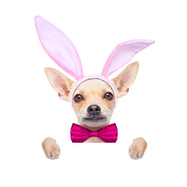 Photo of bunny ears dog