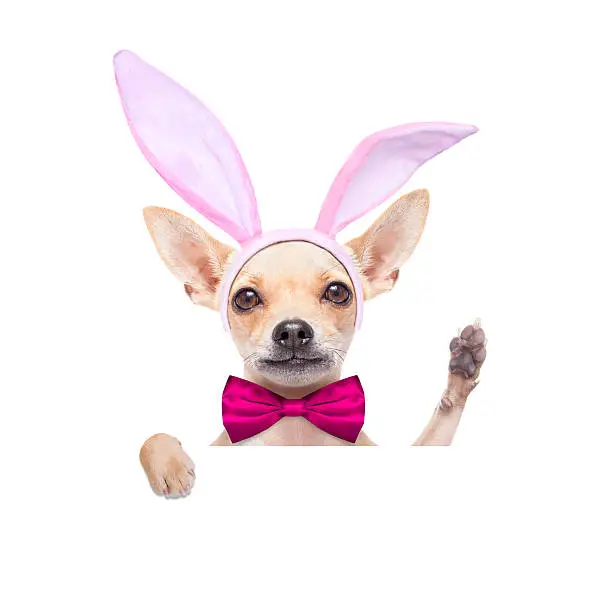 Photo of bunny ears dog