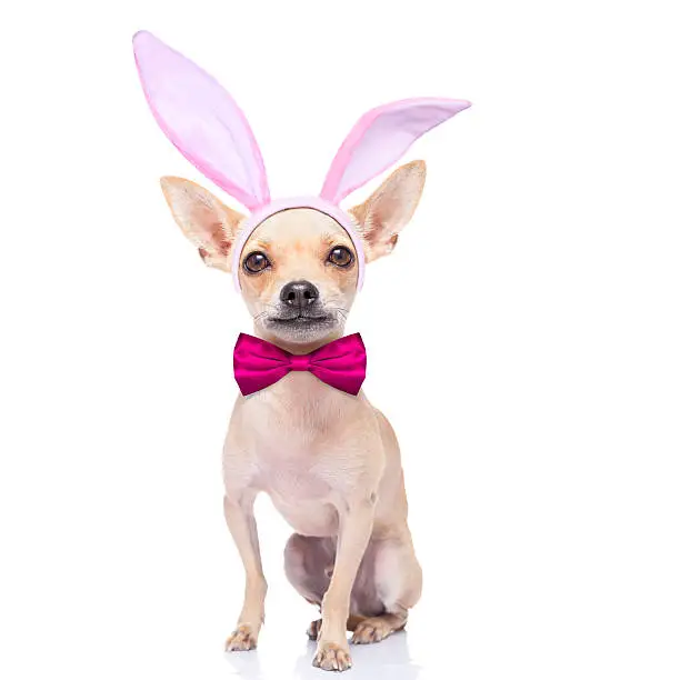 Photo of bunny ears dog