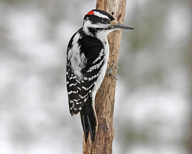 istock Hairy Woodpecker in Winter 466625070