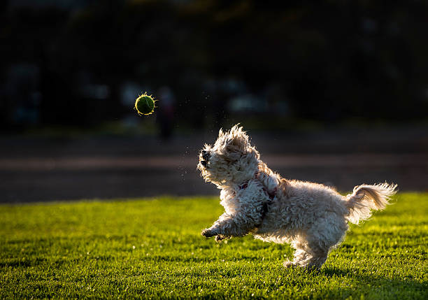 istock Play vote dogs 466625274